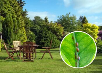 As 4 plantas para espantar cochonilhas do seu jardim