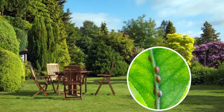 As 4 plantas para espantar cochonilhas do seu jardim