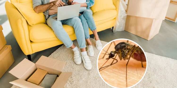 As 4 plantas que afastam pernilongos de dentro de casa