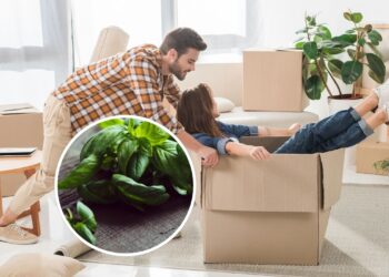 As 3 plantas que afastam energias negativas da sua casa