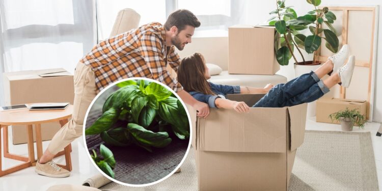 As 3 plantas que afastam energias negativas da sua casa