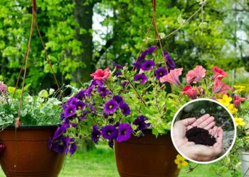 O fertilizante que seu jardim precisa para prosperar imediatamente!