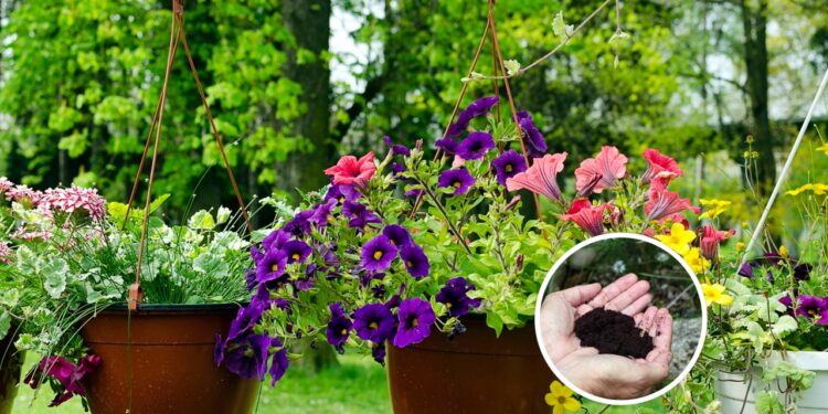 O fertilizante que seu jardim precisa para prosperar imediatamente!