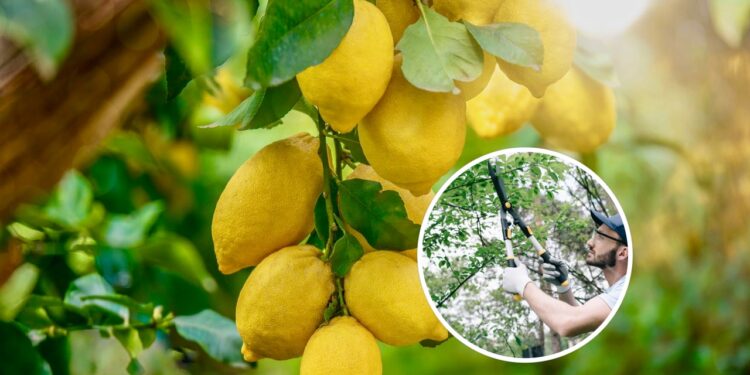 Nem semanal, nem mensal: quando é recomendado podar o limoeiro e por quê?