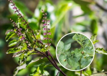 Faça isso se os insetos atacarem seu manjericão sagrado