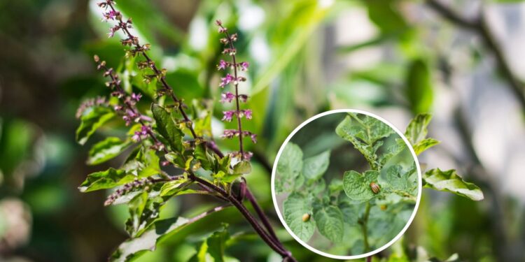 Faça isso se os insetos atacarem seu manjericão sagrado