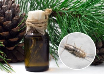 Como eliminar traças de maneira efetiva naturalmente