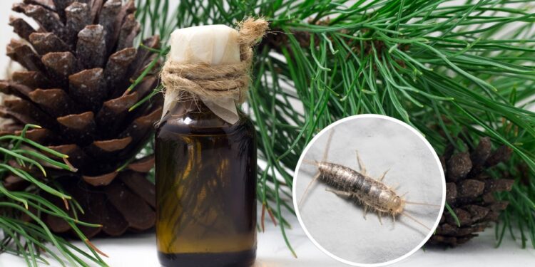 Como eliminar traças de maneira efetiva naturalmente