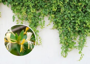 As 4 plantas trepadeiras perfeitas para cobrir paredes sem esforço