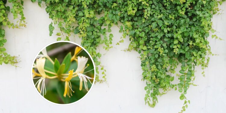 As 4 plantas trepadeiras perfeitas para cobrir paredes sem esforço