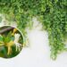 As 4 plantas trepadeiras perfeitas para cobrir paredes sem esforço