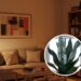 3 plantas que sobrevivem com pouca ventilação