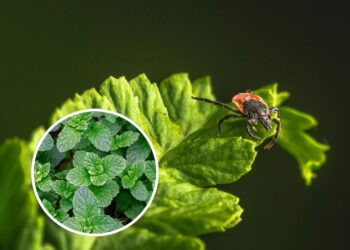 As 5 plantas que repelem carrapatos dos jardins