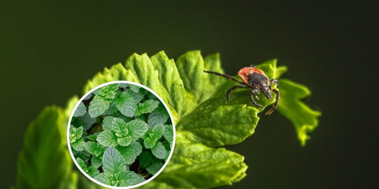 As 5 plantas que repelem carrapatos dos jardins
