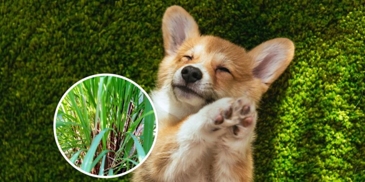 As 4 plantas que os cães evitam por causa do cheiro