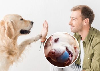 A melhor atividade para fazer com o seu cachorro segundo a psicologia