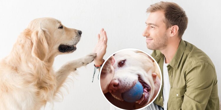 A melhor atividade para fazer com o seu cachorro segundo a psicologia