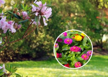 As 8 plantas que florescem o ano inteiro