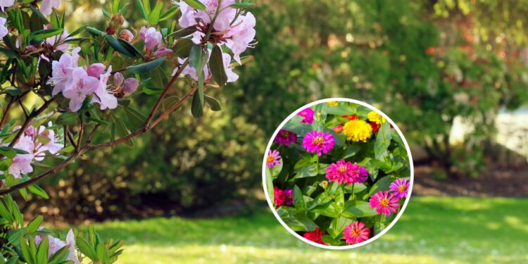 As 8 plantas que florescem o ano inteiro