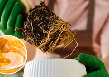 Como enraizar qualquer planta em poucas horas? Segundo jardineiros com apenas um ingrediente