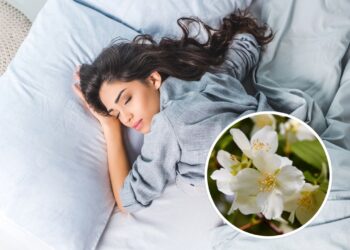 As 8 plantas que ajudam a melhorar seu sono