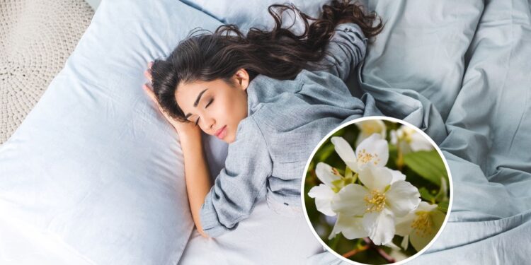 As 8 plantas que ajudam a melhorar seu sono