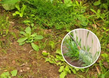 Nem roçadeira, nem herbicida: a receita caseira que elimina mato do quintal em minutos