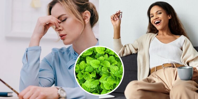 As 10 plantas que ajudam a diminuir o estresse