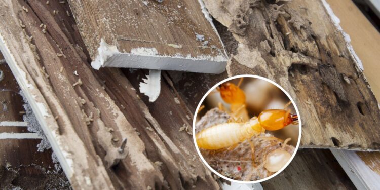 As 3 plantas para sumir com os cupins de madeira seca da sua casa