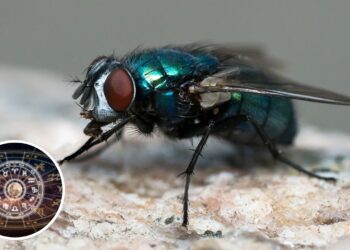 Moscas-varejeiras revelam sinais poderosos segundo a astrologia