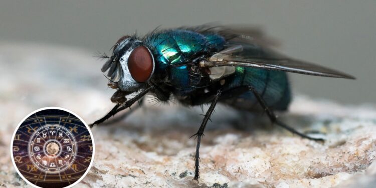 Moscas-varejeiras revelam sinais poderosos segundo a astrologia