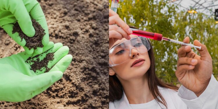 Fertilizante natural vs químico: qual deixa a planta mais saudável?
