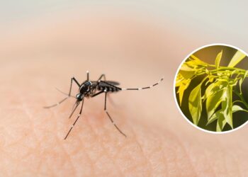 A planta mais eficaz contra pernilongos e mosquitos de forma natural e segura
