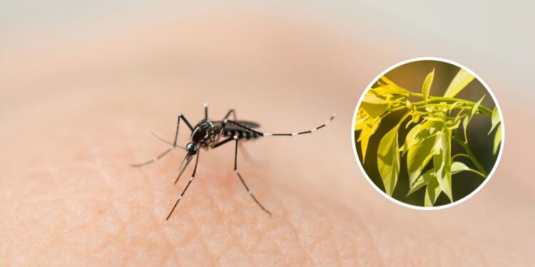 A planta mais eficaz contra pernilongos e mosquitos de forma natural e segura