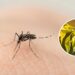 A planta mais eficaz contra pernilongos e mosquitos de forma natural e segura