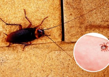 O melhor repelente natural contra baratas e carrapatos