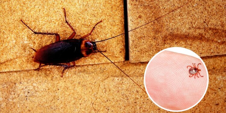 O melhor repelente natural contra baratas e carrapatos