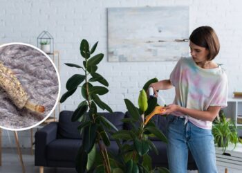 As 4 plantas que afastam as traças de sua casa de uma vez por todas!