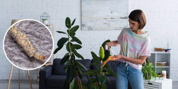 As 4 plantas que afastam as traças de sua casa de uma vez por todas!