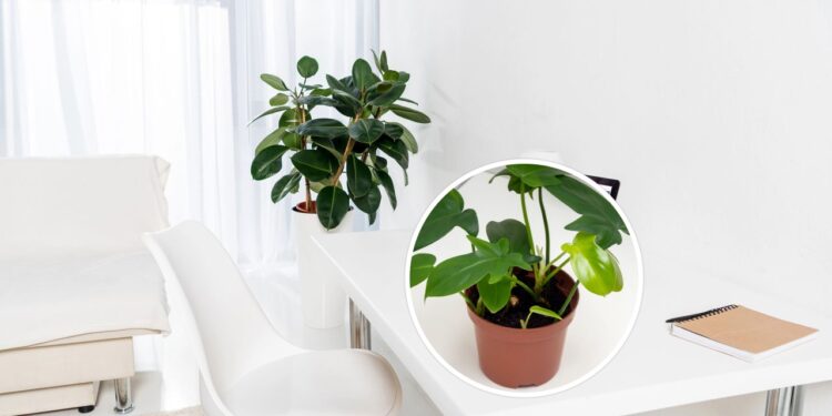 As 7 plantas que mais crescem rápido em ambientes internos