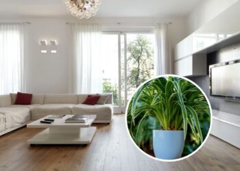As 5 plantas que purificam o ar da sua casa