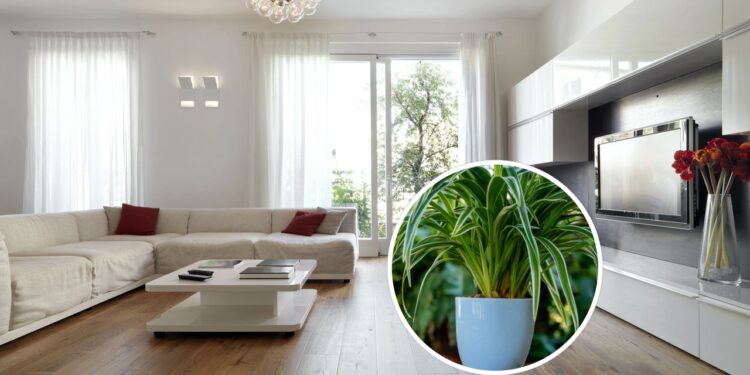 As 5 plantas que purificam o ar da sua casa