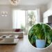As 5 plantas que purificam o ar da sua casa