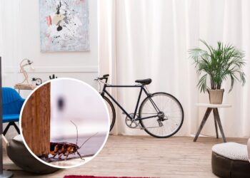 As 4 plantas mais eficazes para manter baratas longe de casa