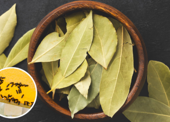 Nem repelente de tomada, nem incenso: a planta que mantém insetos longe o dia todo