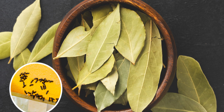 Nem repelente de tomada, nem incenso: a planta que mantém insetos longe o dia todo