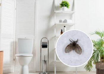 Pequenos invasores: saiba como deixar seu banheiro livres de insetos