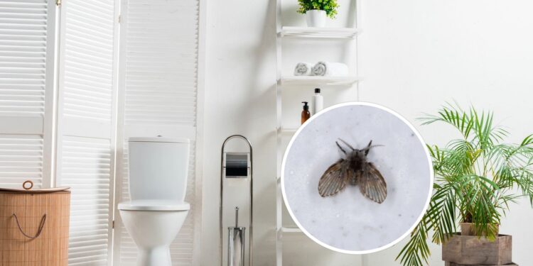 Pequenos invasores: saiba como deixar seu banheiro livres de insetos