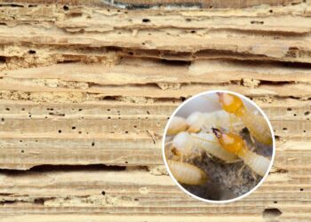 Como saber se os buracos na madeira são cupins e como se prevenir?