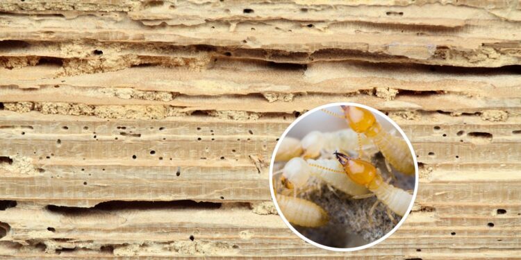 Como saber se os buracos na madeira são cupins e como se prevenir?